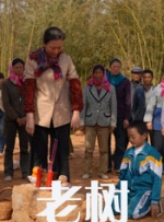 老树封面图