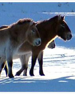 回家的路有多长（精编版）封面图