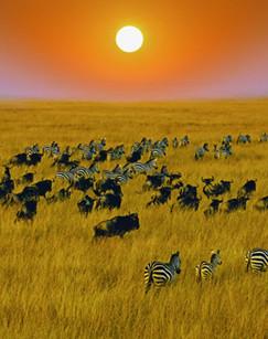 狂野非洲（精编版）封面图