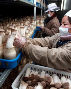 深山菇寮封面图