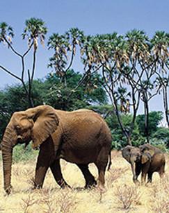 自然的运作（精编版）封面图