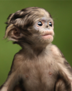 大山的精灵封面图