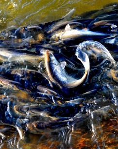 生死洄游封面图