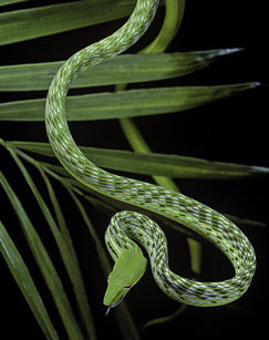 隐匿杀手封面图