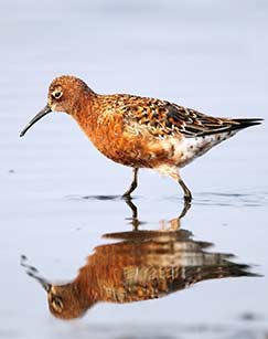 动物生存手册封面图