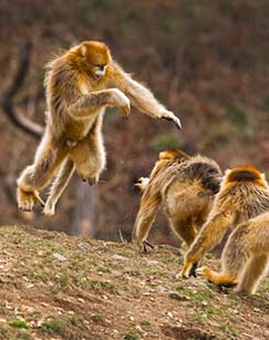 猴王争霸封面图