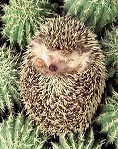 隐秘王国封面图