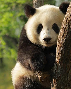 动物守护行动封面图