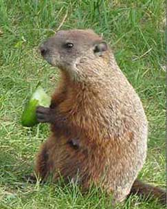 河狸的故事封面图