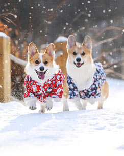 动物诊疗室封面图