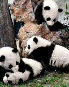 重返森林封面图