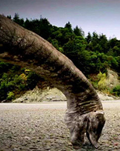 九龙之死封面图