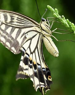 消失的蝴蝶封面图