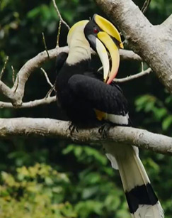 走进滇西南生态秘境封面图