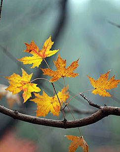 秋天的故事封面图