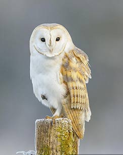 野性的守望封面图