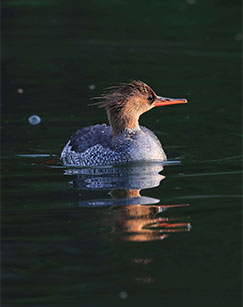 永翠河的故事封面图