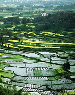 美丽乡村封面图