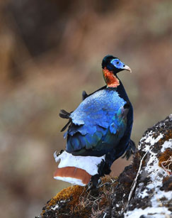 雪山飞虹封面图