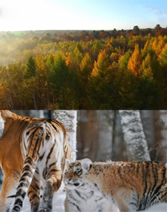 王者归来——中国国家公园封面图