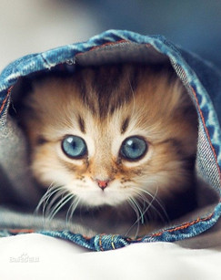 萌宠成长记（精编版）封面图