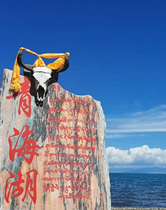 青海湖生命之歌封面图