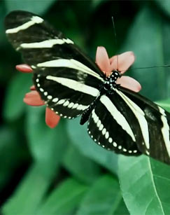 昆虫的盛宴封面图