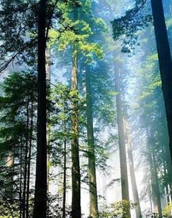 纪录频道神农架封面图