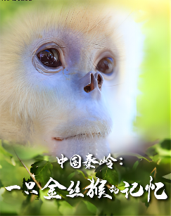 中国秦岭：一只金丝猴的记忆封面图