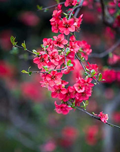 大美中国封面图