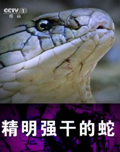 精明强干的蛇封面图