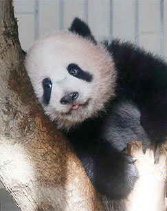 回家啦！熊猫公主香香封面图