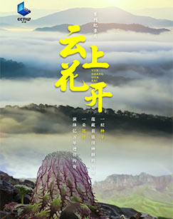 云上花开封面图