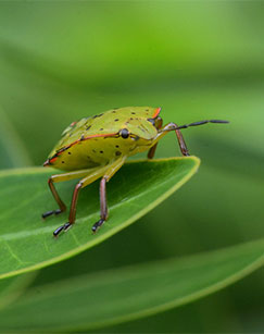 虫出江湖封面图