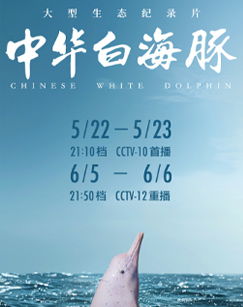 中华白海豚封面图